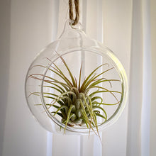 Load image into Gallery viewer, Hanging Glass Bauble