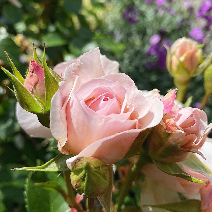 A guide to pruning shrub roses