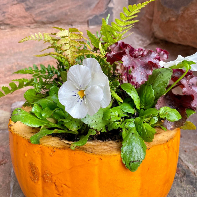 How to create a pumpkin planter