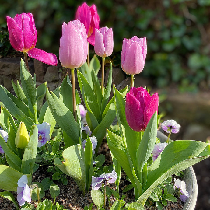 How to plant a bulb lasagne for long lasting floral displays