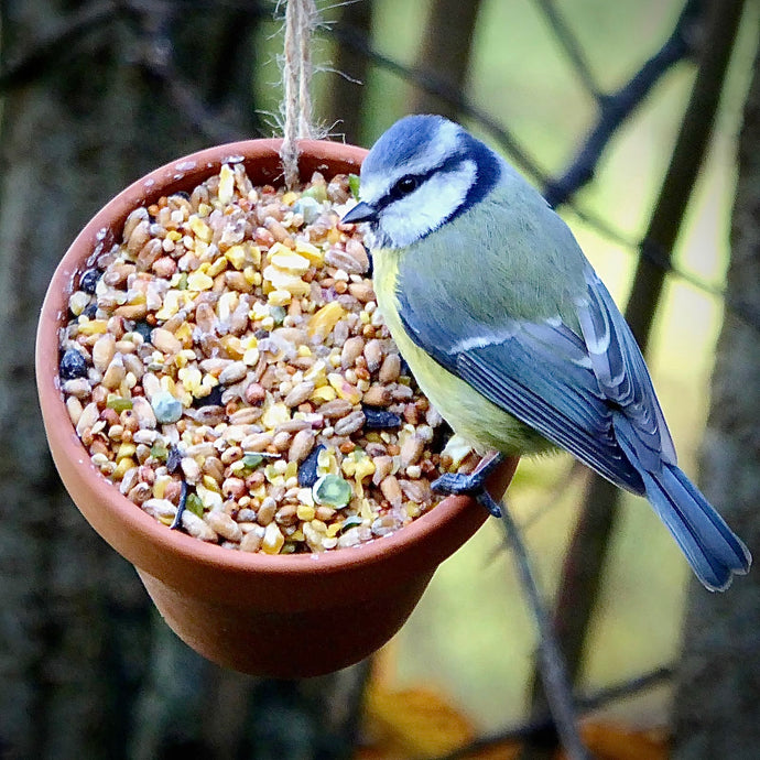 Caring for birds this winter